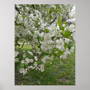 Poster Grappes de Fleurs