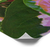 Poster Graptophyllum Pictum Rosea Variegata (Coin)