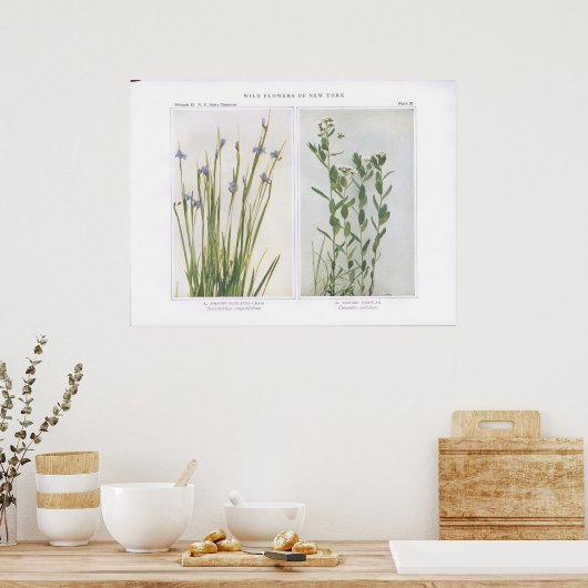 Poster Grass et bâtard bleu pointu (Cuisine)