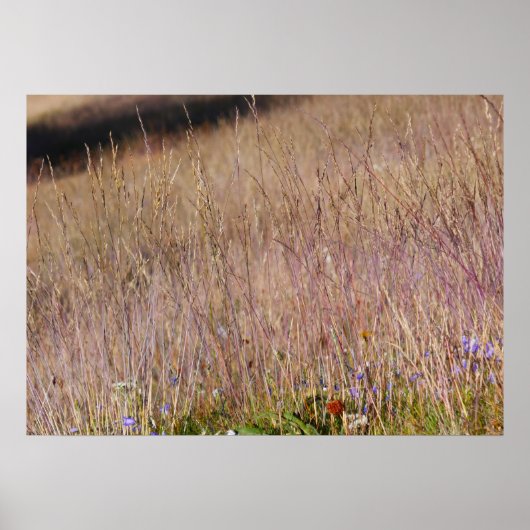 Poster Grass et Fleurs sauvages violets (Devant)