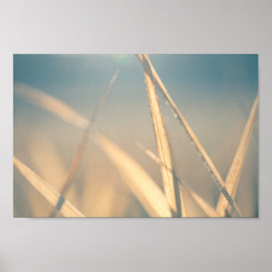 Poster Grass Floral Nature Photo