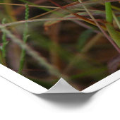 Poster Grasses (Coin)