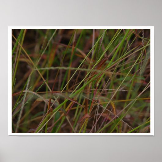 Poster Grasses (Devant)