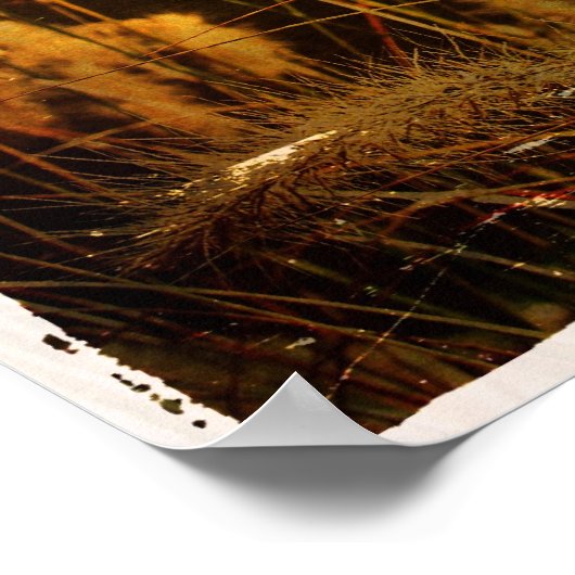 Poster Grasses d'automne (Coin)
