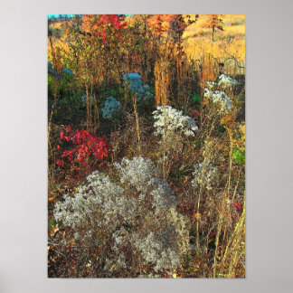 Poster Grasses d'automne