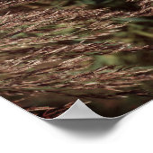 Poster Grasses séchées à la plume Gros plan Abstrait (Coin)