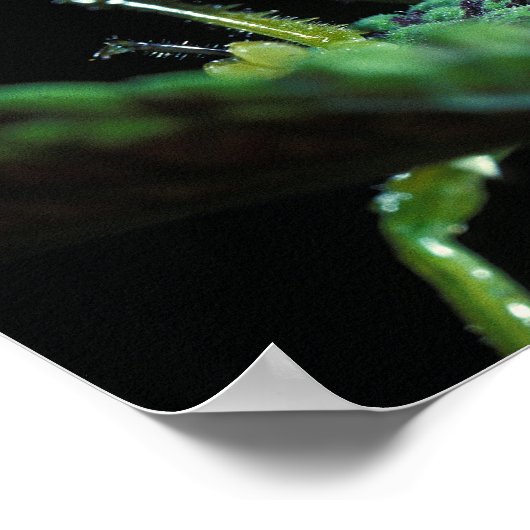 Poster Grasshopper à tête de cône (Coin)