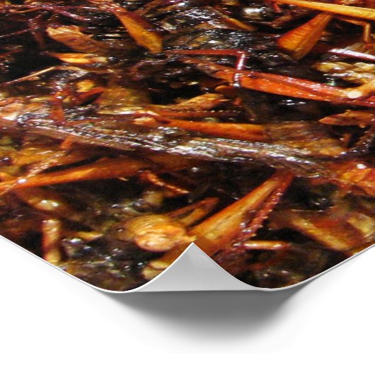 Poster Grasshopper frit (Takkataen Thot) Alimentation asi (Coin)