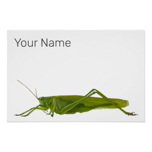 Poster Grasshopper ou Hayhorse Retro Insect animal cadeau