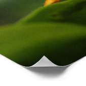 Poster Grasshopper, Parc national des Everglades, Floride (Coin)