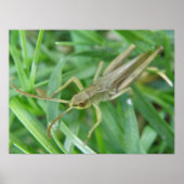 Poster Grasshopper Print (Devant)