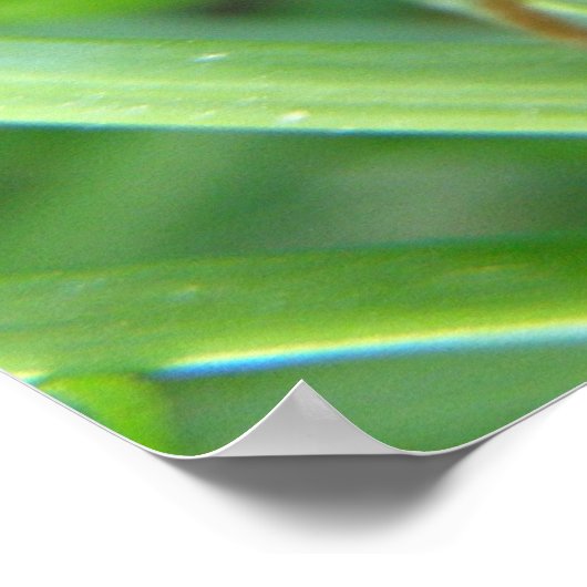 Poster Grasshopper Print (Coin)