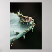 Poster Grasshopper sur Cactus (Devant)
