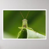 Poster Grasshopper sur la feuille Gros plan (Devant)