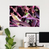 Poster - Grasshopper vert en Plante violet (Bureau à domicile)