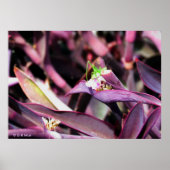 Poster - Grasshopper vert en Plante violet (Devant)