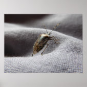 Poster Graue Gartenwanze buggy buggy stink bug (Devant)