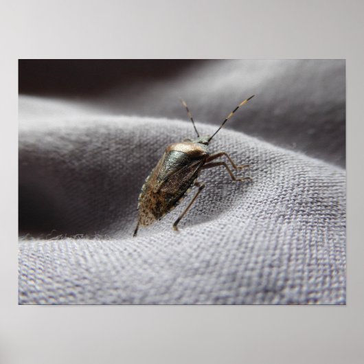Poster Graue Gartenwanze buggy buggy stink bug (Devant)
