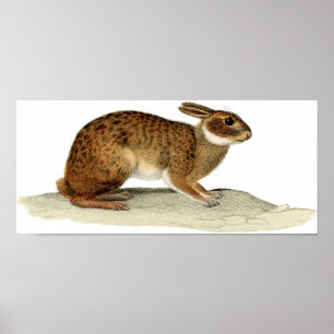 Poster Gravure à l'eau-forte zoologique classique - lapin