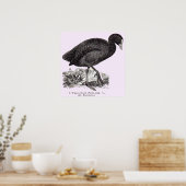 Poster gravure de wasserhuhn ou de moorhen du 19e siècle (Cuisine)