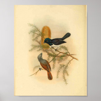 Poster Gravure Vintage d'oiseau de catcheur pourpre à dos