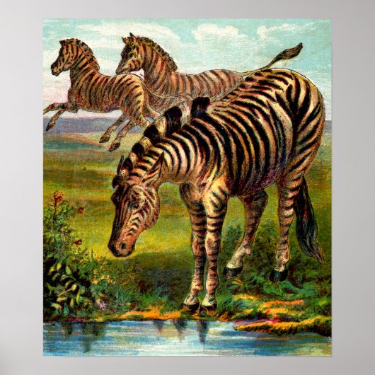 Poster gravure zèbre vers 1900 (Devant)