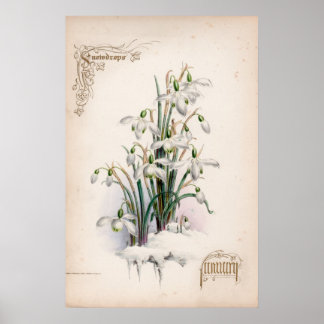 Poster Gravures botaniques, janvier