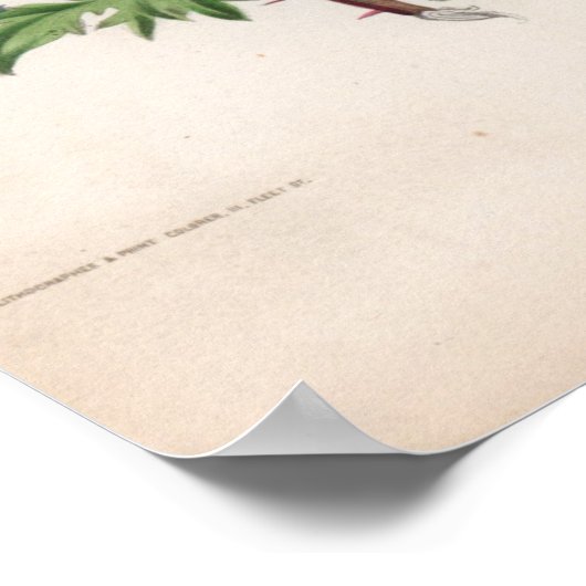 Poster Gravures botaniques, novembre (Coin)