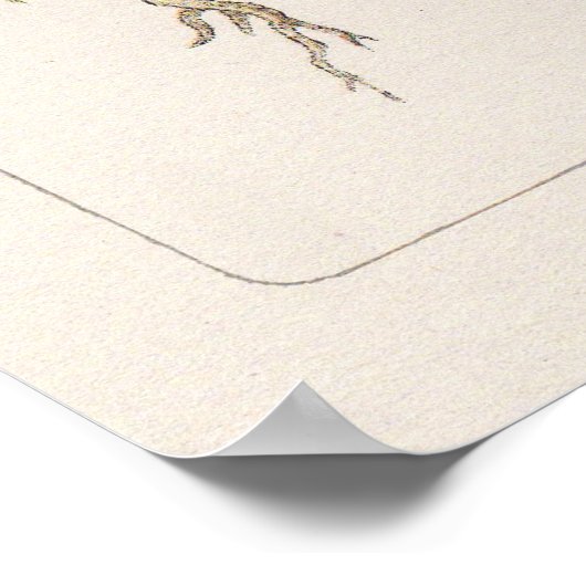 Poster Gravures d'oiseaux (Coin)