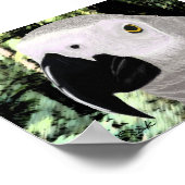 Poster Gray africain (Coin)