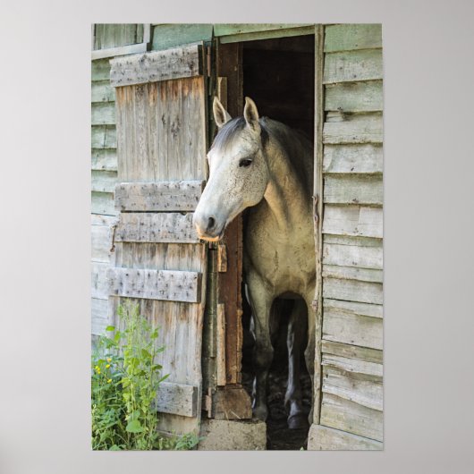 Poster Gray Mare Horse & Grange (Devant)
