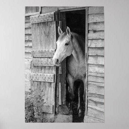 Poster Gray Mare Horse & Grange (Devant)