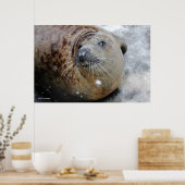 Poster Gray Seal on Ice (Cuisine)