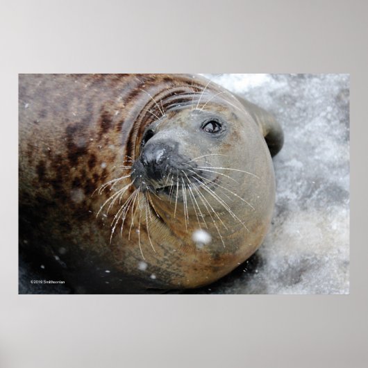 Poster Gray Seal on Ice (Devant)
