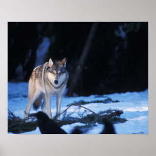 Poster gray wolf, Canis lupus, in the foothills