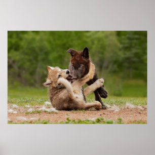 Poster Gray Wolf Pups Wresting