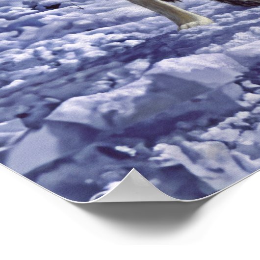 Poster Gray Wolves (Coin)