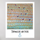 Poster Graying FFF (Devant)