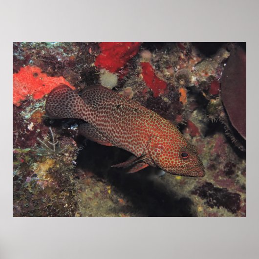 Poster Graysby (Devant)