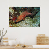 Poster Graysby (Cuisine)