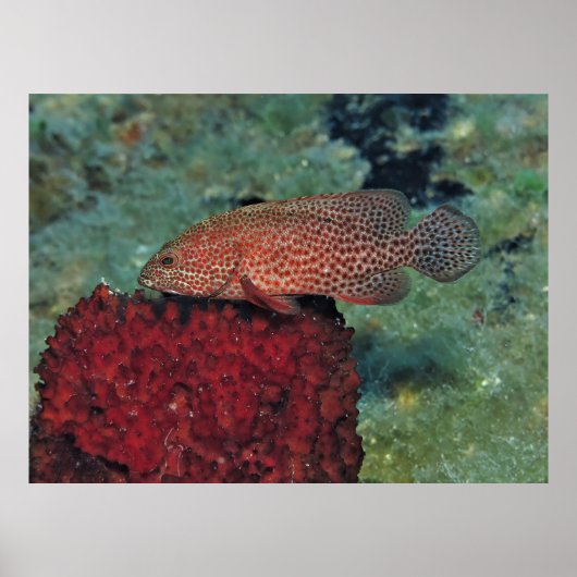 Poster Graysby sur une éponge (Devant)