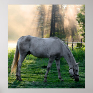 Poster Graze Extraordinaire