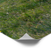 Poster Grazing Horses (Coin)