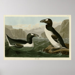 Poster Great Auk - John James Audubon's Birds of America