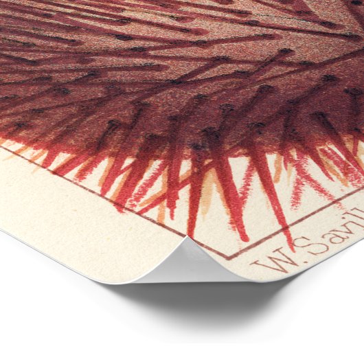 Poster Great Barrier Reef Echinoderms, (Coin)