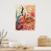 Poster Great Barrier Reef Echinoderms, (Cuisine)