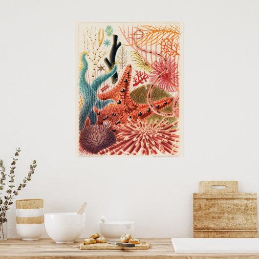 Poster Great Barrier Reef Echinoderms, (Cuisine)