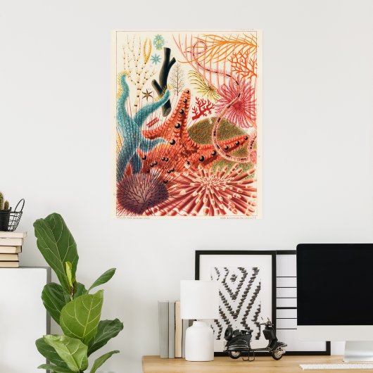 Poster Great Barrier Reef Echinoderms, (Bureau à domicile)