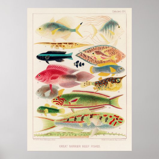 Poster Great barrier reef fish of Australia (Devant)