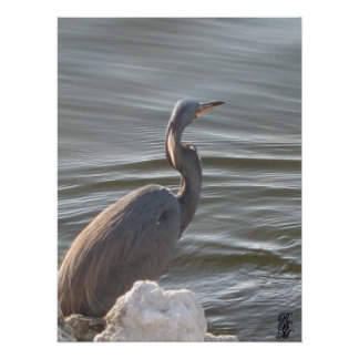 Poster Great Blue Heron by the Water